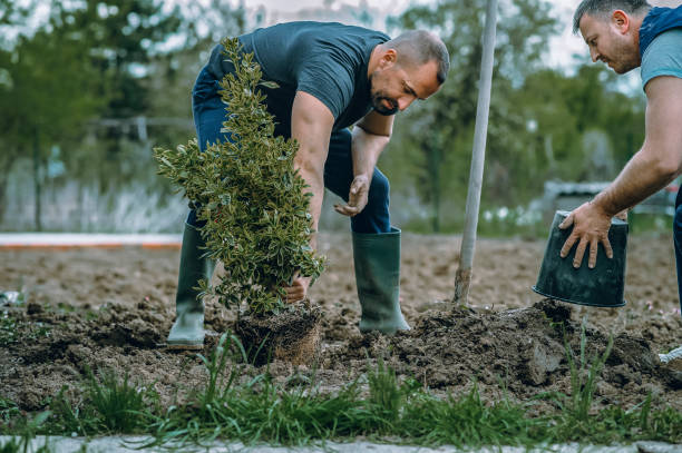 Best Dead Tree Removal  in Kuna, ID